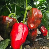 Купить семена Перец Годзилла