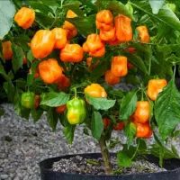 Купить семена Перец Хабанеро Хабанада