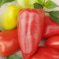 Купить семена Перец Капитошка