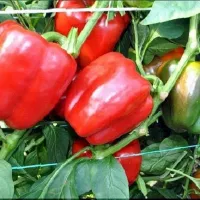Купить семена Перец Каризма