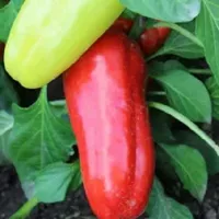 Купить семена Перец Красный Подснежник
