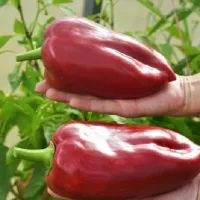 Купить семена Перец Любова Ладонь