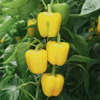 Купить семена Перец Люмос
