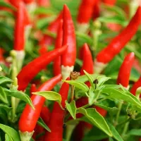 Купить семена Перец острый Пири Пири (Piri Piri)