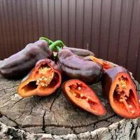 Купить семена Перец Карамель красная