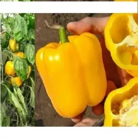 Купить семена Перец Спрингбокс