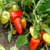 Купить семена Перец Тацит