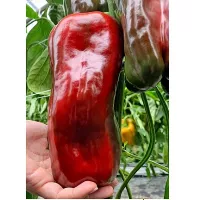 Купить семена Перец сладкий Трионфо