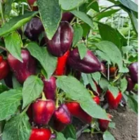 Купить семена Перец Ветка Сирени
