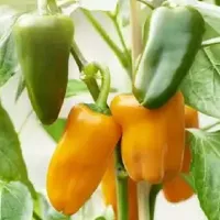 Купить семена Перец Вундеркинд