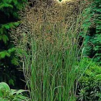 Купить семена Просо посевное Колоритное