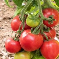Купить семена Томат Алголь