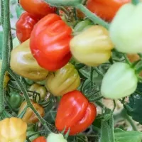 Купить семена Томат Аккордеон Черри