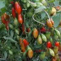 Купить семена Томат Дахтила Миноа