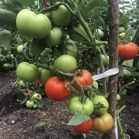 Купить семена Томат Декабрист
