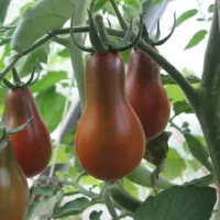 Купить семена Томат Джессика