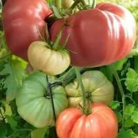 Купить семена Томат Гигант Бельгии