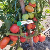 Купить семена Томат Гном Красное Сердце
