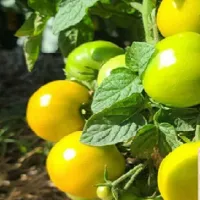 Купить семена Томат Гном Лайм Грин Салат