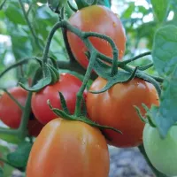 Купить семена Томат Кадет