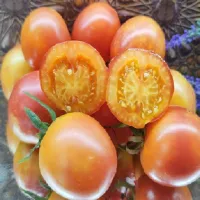 Купить семена Томат Карма Априкот