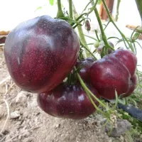 Купить семена Томат Кас 21