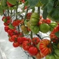 Купить семена Томат Коразон