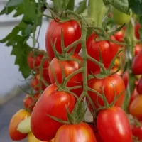 Купить семена Томат Костик