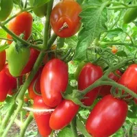 Купить семена Томат Красный Клык