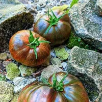 Купить семена Томат Кровавая Луна