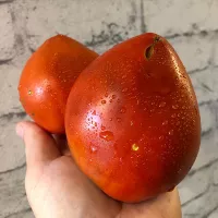 Купить семена Томат Лепешки