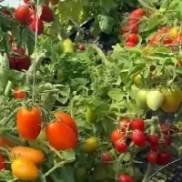 Купить семена Томат Марочка