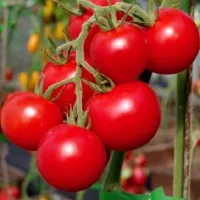 Купить семена Томат Маскотка
