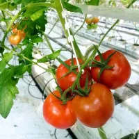 Купить семена Томат Мерлис