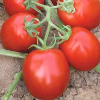 Купить семена Томат Муна