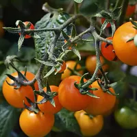 Купить семена Томат Нижегородский Кудяблик