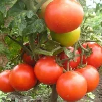 Купить семена Томат Подснежник