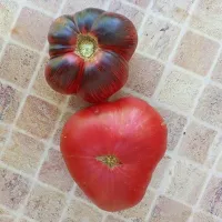 Купить семена томата Прекрасный Пышный (Буйная красотка)