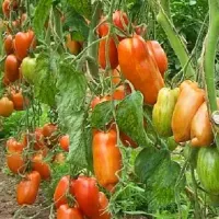 Купить семена Томат Рома