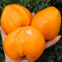 Купить семена Томат Сердце Любы