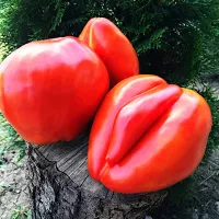 Купить семена Томат Сердце Венето