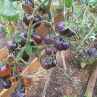 Купить семена Томат Шоколадный Мармелад