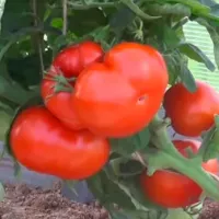 Купить семена Томат Штамбовый Крупноплодный