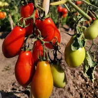 Купить семена Томат Сибирский Пируэт