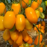 Купить томат Сиеста F1