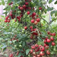 Купить семена Томат Сладкая Встреча