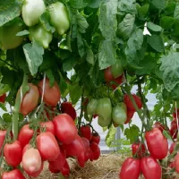 Купить семена Томат Сулейман