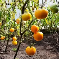 Купить семена Томат Топ Модель