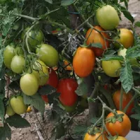 Купить семена Томат Успех