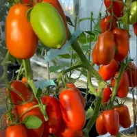 Купить семена Томат Жара